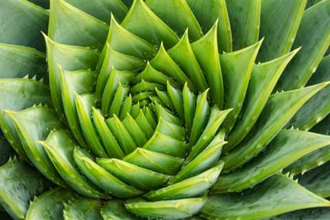 How to Grow the Spiral Aloe Succulent