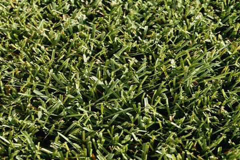 What To Know About Cool-Season Grasses