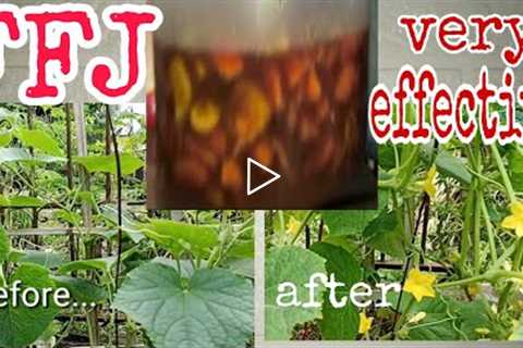 FFJ Fermented Fruit Juice How to Make and Apply FFJ with English Subtitle  #tutorial #urbangardening