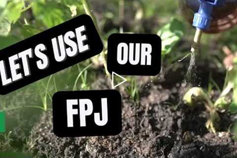 How to use FERMENTED PLANT JUICE | Finishing FPJ