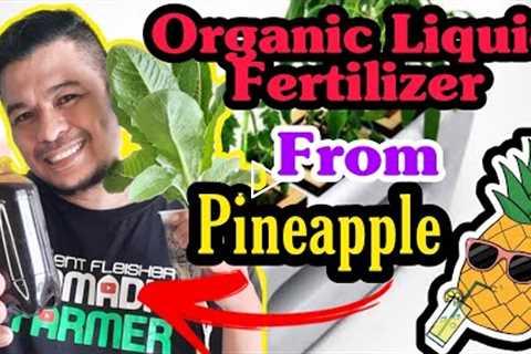 Natural Liquid Fertilizer from PINEAPPLE | Fermented Fruit Juice| Organic Fertilizer