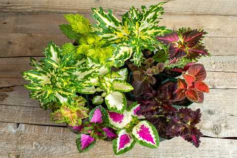 How To Grow and Care For Coleus