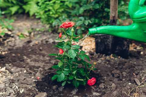 Tips for Planting Roses in Your Garden