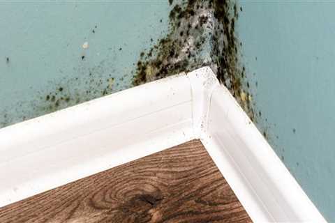 How long does it take for mold to come back?