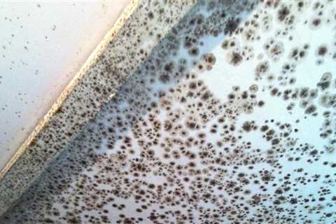 Who removes mold from houses?