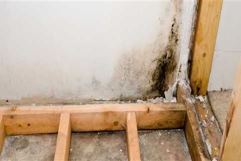 Who is responsible for mold in a new house?