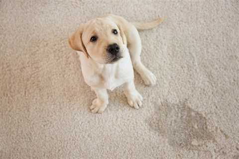 How Can I Get Pet Urine Smell Out of Carpet? - SmartLiving - (888) 758-9103