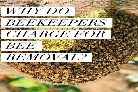 How Much Does Bee Removal Cost? Prices Explained - SmartLiving - (888) 758-9103