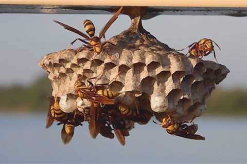 Wasp Removal - How Much Does it Cost to Remove Them? - SmartLiving - (888) 758-9103