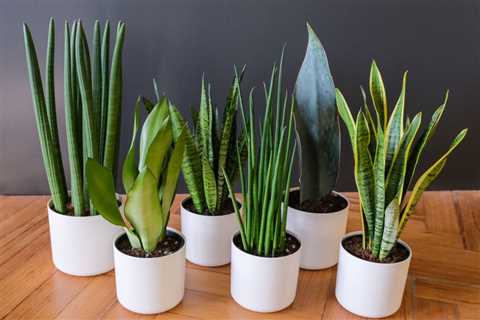 How to Repot a Snake Plant in 6 Easy Steps