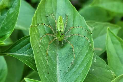 What To Know About Garden Spiders