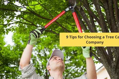 9 Tips for Choosing a Tree Care Company