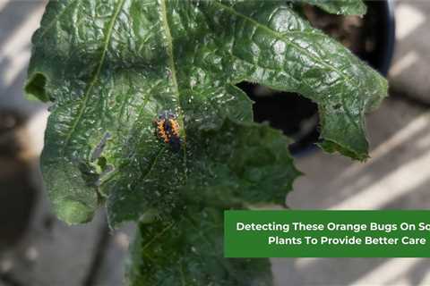 Detecting These Orange Bugs On Squash Plants To Provide Better Care