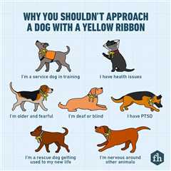 If You See a Yellow Ribbon on a Dog Collar, This Is What It Means