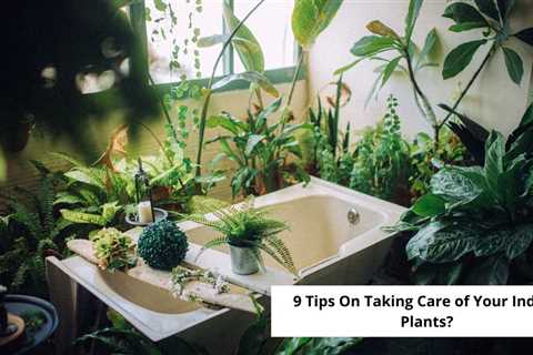 9 Tips On Taking Care of Your Indoor Plants?