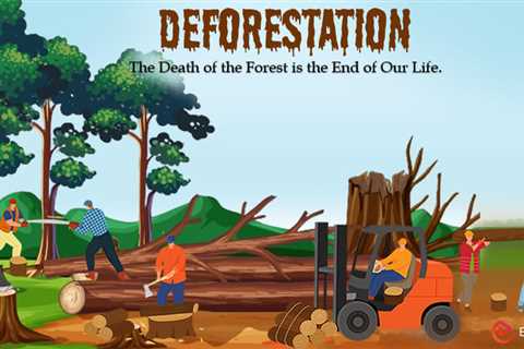 Essay on Deforestation