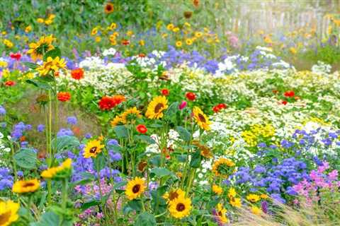 How to Grow a Cut Flower Garden