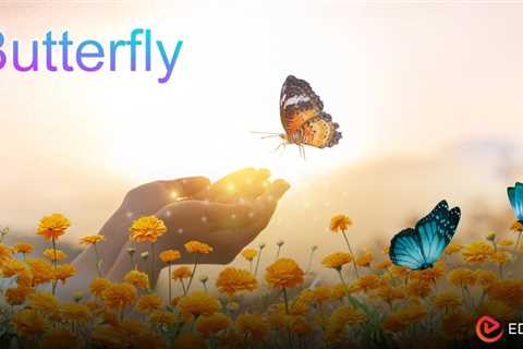 Essay on Butterfly