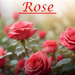 Essay on Rose