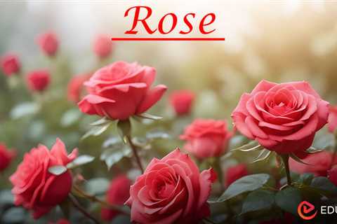 Essay on Rose